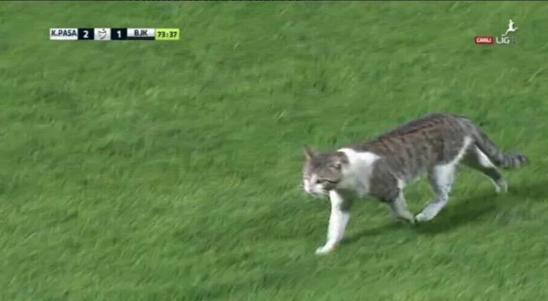 Video: Cat gatecrashes Besiktas v Kasimpasa clash